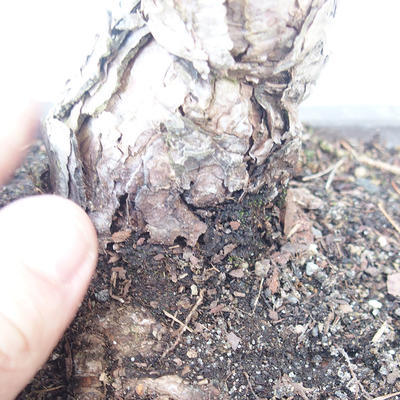 Pinus parviflora - borovica drobnokvetá VB2020-130 - 3
