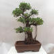 Izbová bonsai - Ficus retusa - malolistá fikus - 3/4