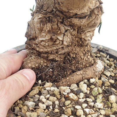 Pokojová bonsai - Olea europaea sylvestris -Oliva evropská drobnolistá PB220625 - 3