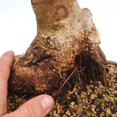 Pokojová bonsai - Olea europaea sylvestris -Oliva evropská drobnolistá PB220628 - 3