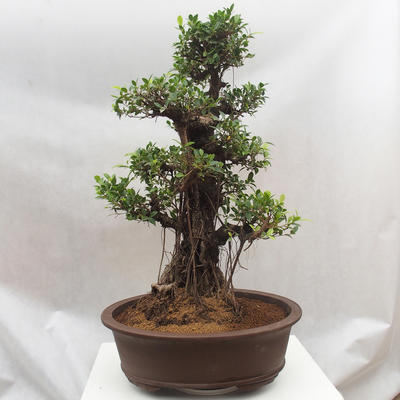 Izbová bonsai - Ficus retusa - malolistá fikus - 3