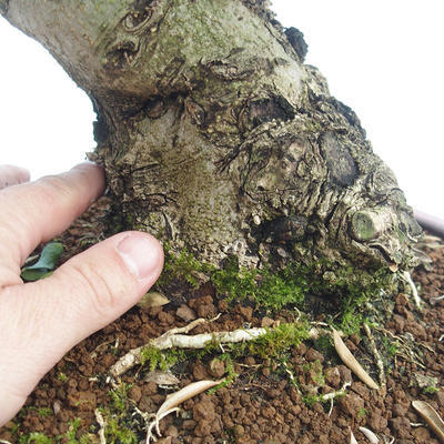 Pokojová bonsai - Olea europaea sylvestris -Oliva evropská drobnolistá PB220635 - 3