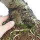 Pokojová bonsai - Olea europaea sylvestris -Oliva evropská drobnolistá PB220635 - 3/5