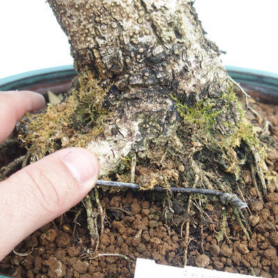 Pokojová bonsai - Olea europaea sylvestris -Oliva evropská drobnolistá PB220636 - 3