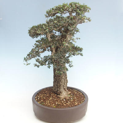 Pokojová bonsai - Olea europaea sylvestris -Oliva evropská drobnolistá PB220640 - 3