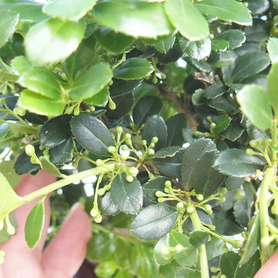 Pokojová bonsai - Ilex crenata - Cesmína PB220663 - 3