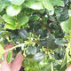 Izbová bonsai - Ilex crenata - Cezmína - 3/3