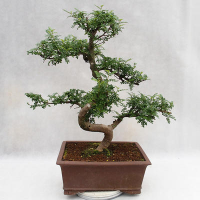 Izbová bonsai - Zantoxylum piperitum - Piepor PB2191201 - 3