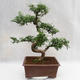 Izbová bonsai - Zantoxylum piperitum - Piepor PB2191201 - 3/5