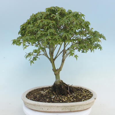 Acer palmatum KIOHIME - Javor dlaňolistý - 3