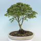 Acer palmatum KIOHIME - Javor dlaňolistý - 3/5