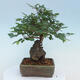Vonkajší bonsai -Carpinus CARPINOIDES - Hrab kórejský - 3/5