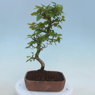 Vonkajšie bonsai - Carpinus CARPINOIDES - Hrab kórejský - 3
