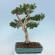 Vonkajšie bonsai - Buxus microphylla - krušpán - 3/5