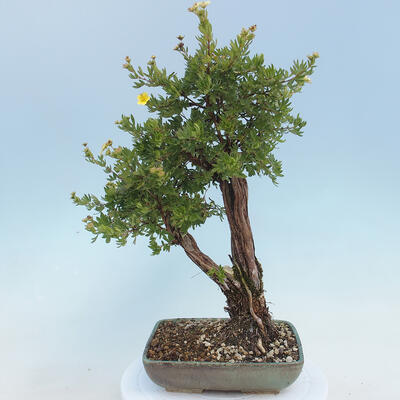 Vonkajšia bonsai-Nátržník krovitá - potentila fruticosa žltá - 3