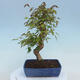Vonkajšie bonsai - Javor Buergerianum - Javor Burgerův - 3/4