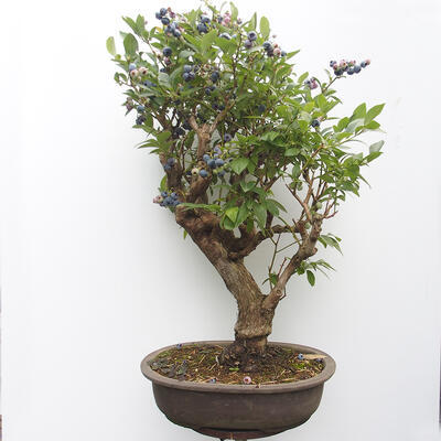 Vonkajšie bonsai - kanadská čučoriedka - Vaccinium corymbosum - 3