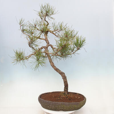 Vonkajší bonsai - Pinus sylvestris - Borovica lesná - 3