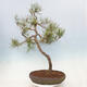Vonkajší bonsai - Pinus sylvestris - Borovica lesná - 3/4