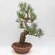 Vonkajšie bonsai - Pinus parviflora - borovica drobnokvetá - 3/4