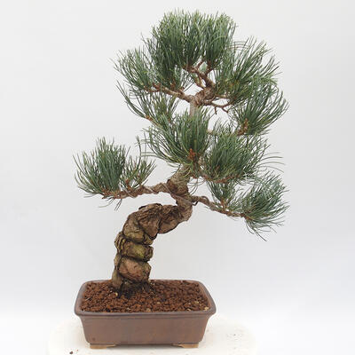 Vonkajšie bonsai - Pinus parviflora - borovica drobnokvetá - 3