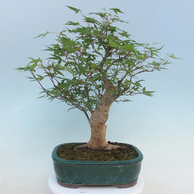Acer palmatum - Javor dlaňolistý - 3