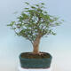 Acer palmatum - Javor dlaňolistý - 3/5