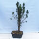 Vonkajší bonsai - Taxus cuspidata - Tis japonský - 3/5