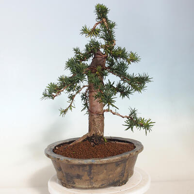 Vonkajší bonsai - Taxus cuspidata - Tis japonský - 3