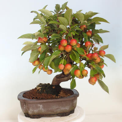 Vonkajší bonsai -Malus halliana - Maloplodá jabloň - 3