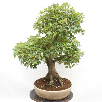Vonkajší bonsai - Javor Francúzsky - Acer Nonspessulanum - 3