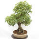 Vonkajší bonsai - Javor Francúzsky - Acer Nonspessulanum - 3/5