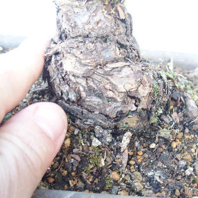 Pinus parviflora - borovica drobnokvetá VB2020-137 - 3