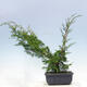 Vonkajšie bonsai - Juniperus chinensis Itoigawa-Jalovec čínsky - 3/4