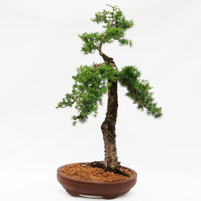 Vonkajší bonsai -Larix decidua - Smrekovec opadavý - Len paletová preprava - 3