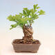 Vonkajší bonsai - Jinan dvojlaločný - Ginkgo biloba - 3/4