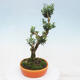 Izbová bonsai - Buxus harlandii -korkový buxus - 3/6