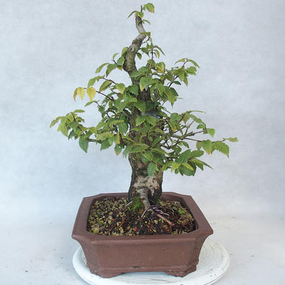 Vonkajšia bonsai-Ulmus glabra-brest tuhý - 3