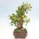 Vonkajší bonsai - Jinan dvojlaločný - Ginkgo biloba - 3/5