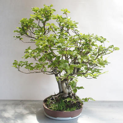 Vonkajšie bonsai - Fagus sylvatica - Buk lesný - 3
