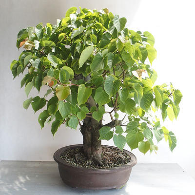 Vonkajšie bonsai - Lipa malolistá - Tilia cordata - 3