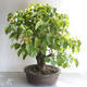 Vonkajšie bonsai - Lipa malolistá - Tilia cordata - 3/5