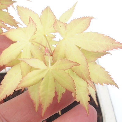 Vonkajšie bonsai - Acer pal. Sango Kaku - Javor dlaňolistý - 3