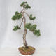 Vonkajšie bonsai - Pinus Sylvestris - Borovica lesná - 3/5