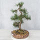 Vonkajšie bonsai - Pinus Mugo - Borovica Marhuľa - 3/4