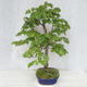 Vonkajšie bonsai - Lipa malolistá - Tilia cordata - 3/5