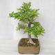 Vonkajšia bonsai-Ulmus glabra-brest tuhý - 3/4