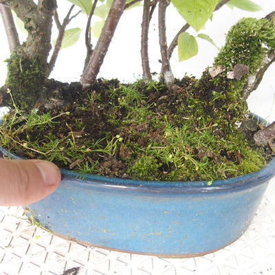 Vonkajšie bonsai - Čremcha - Prunus padus - 3