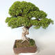 Vonkajšie bonsai - Juniperus chinensis Itoigava-Jalovec čínsky - 3/5