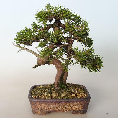 Vonkajšie bonsai - Juniperus chinensis Itoigava-Jalovec čínsky - 3